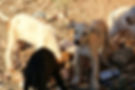 puppies5.jpg