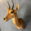 Thumbnail: Taxidermy Reedbuck Mount 