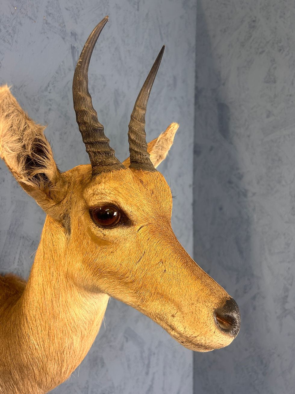 Thumbnail: Taxidermy Reedbuck Mount 