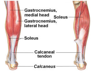 Calf Muscle Injury Series