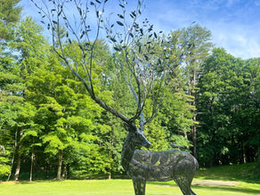 I Have Been Dreaming to Be a Tree