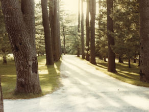 Exploring Tanglewood's Trees