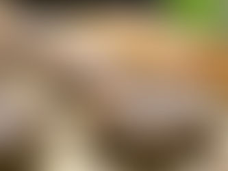 A Welcoming Bagel Shop