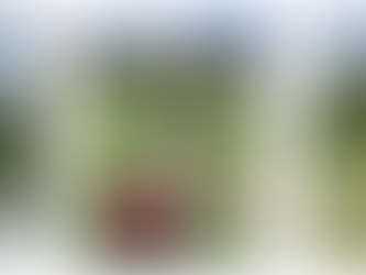 Apple of My Eye (& Belly!)