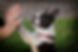 bond with dog