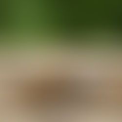 Understanding Pet Loss and Grief