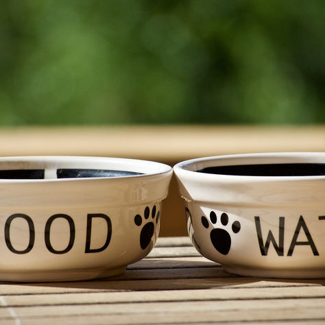 Understanding Pet Loss and Grief
