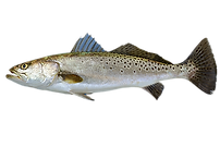 speckled trout.png