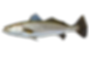 speckled trout.png