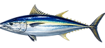Tuna fish_edited.png