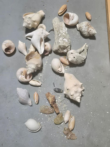 Shells 4.jpg