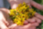 Hände halten gelbe Blüten