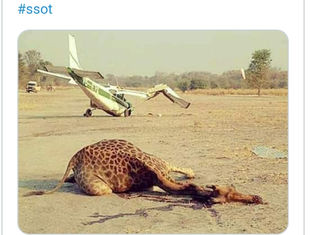 Fact Checked: Was the giraffe killed by a passenger plane in South Sudan?