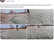 Fact-check: Uncertainty surrounds the cause of dead fish in Bentiu, South Sudan
