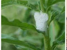 Fact-check: No, foam found on leaves or plants is not snake saliva