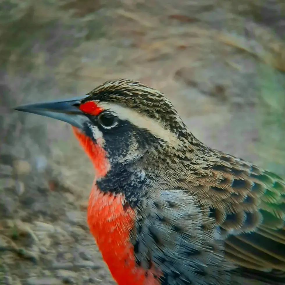 Loica (Leistes loyca)