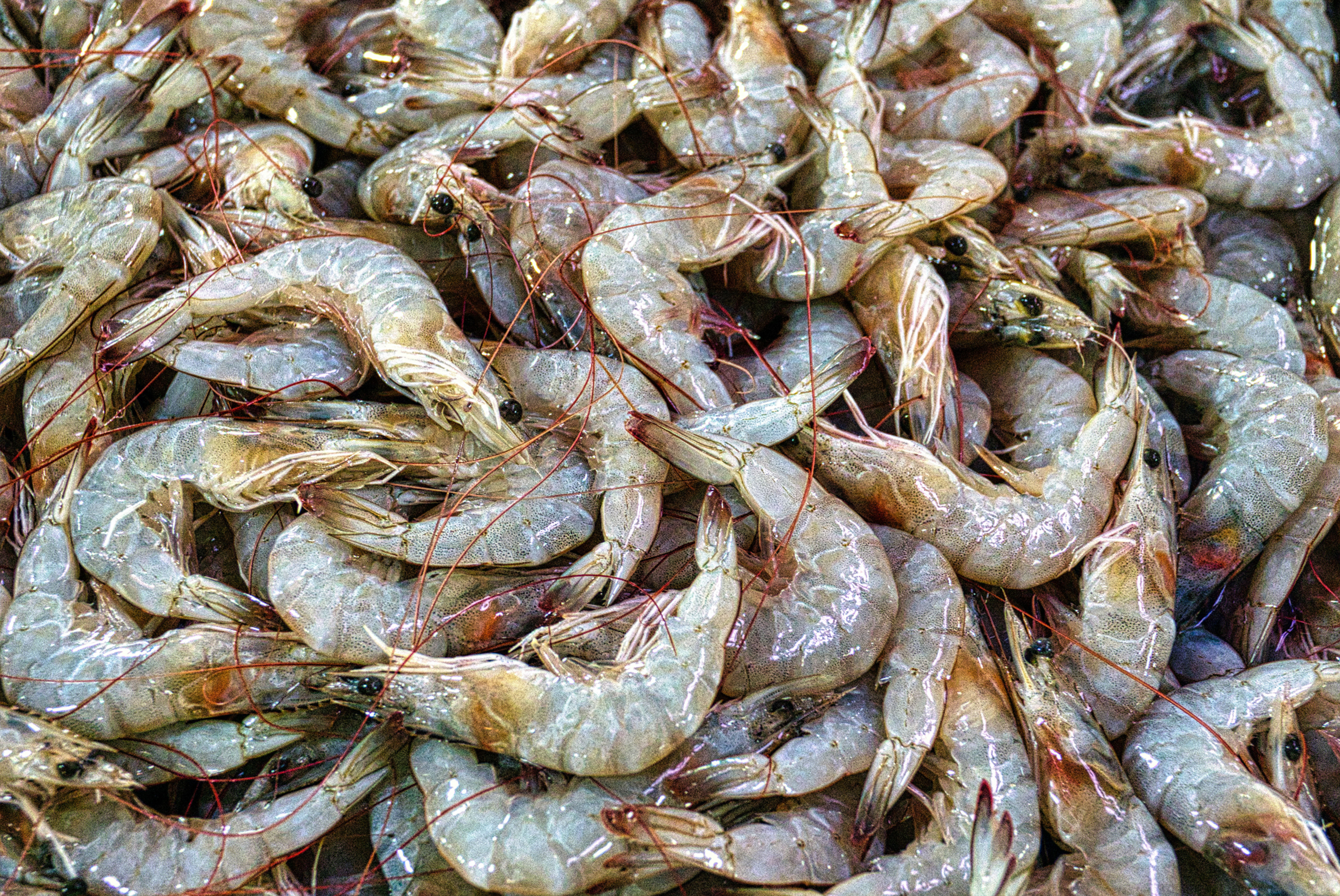 Tiger Prawns