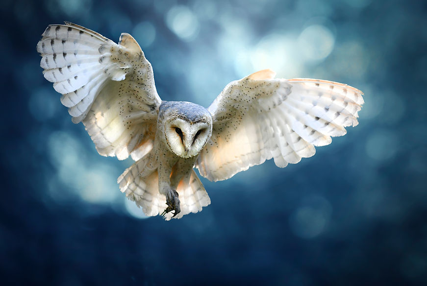 owl medicine.jpeg