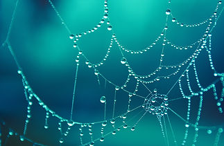 spider web aqua.jpeg