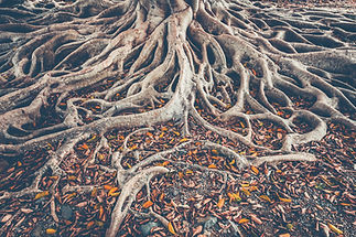 Tree Roots.jpeg