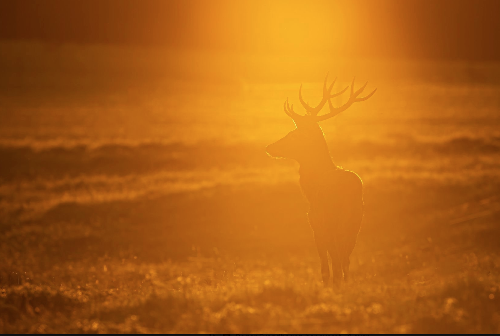 photocreditRoger Brendhagen