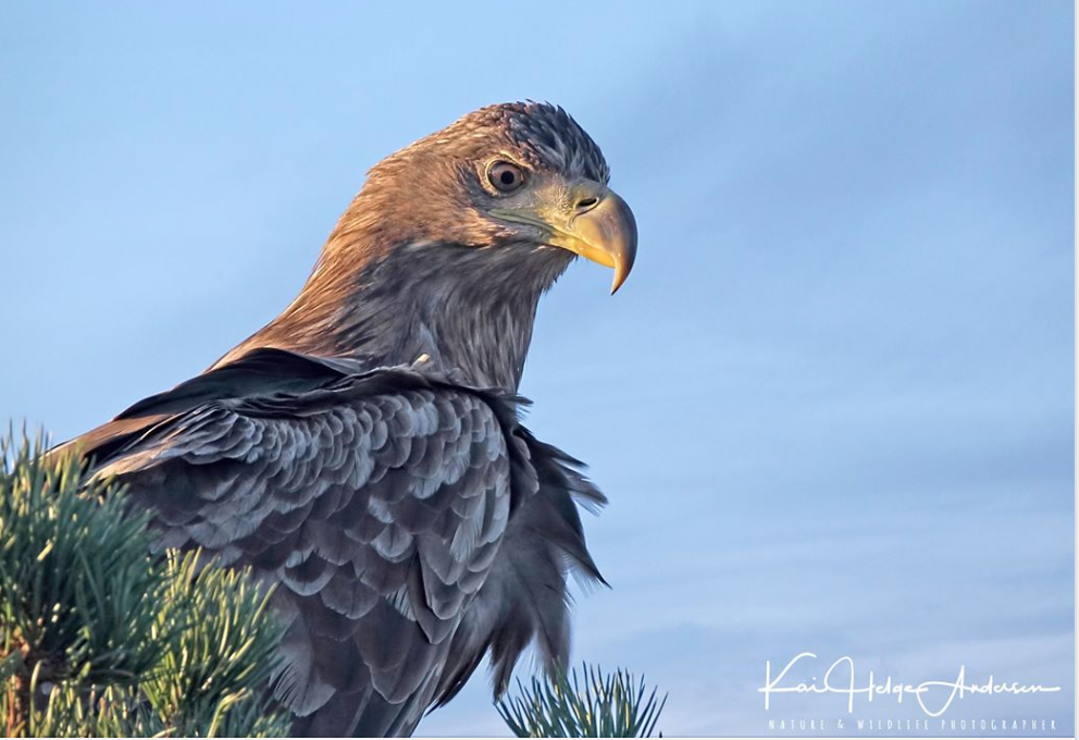 En voksen havørn (Haliaeetus albicilla)