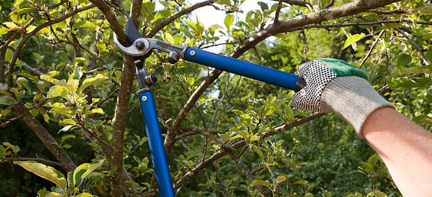 tree pruning.jpeg