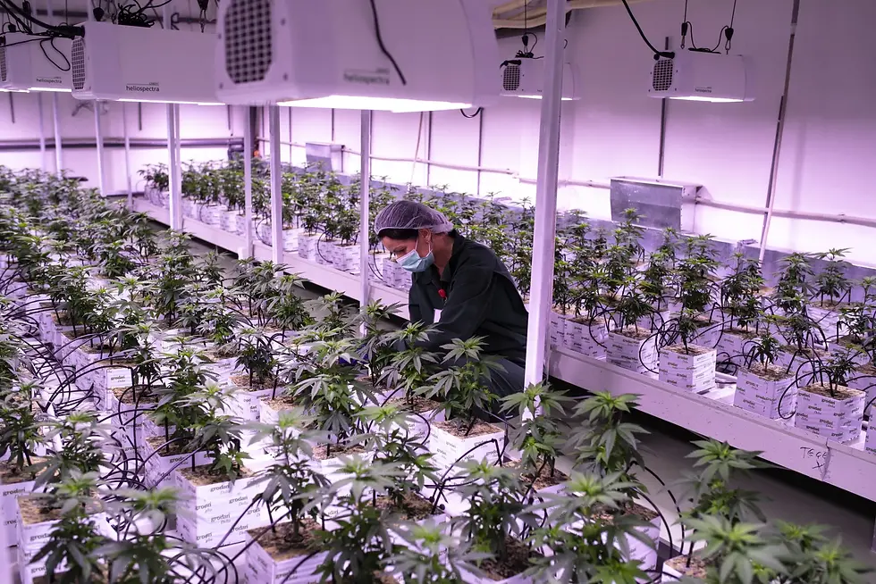 cannabis farm.webp