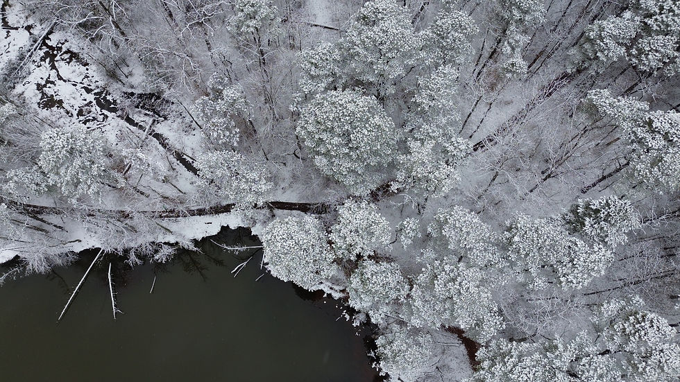 birds-eye view of snow-covered trees