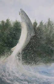 McCaughtry-Salmon.jpg