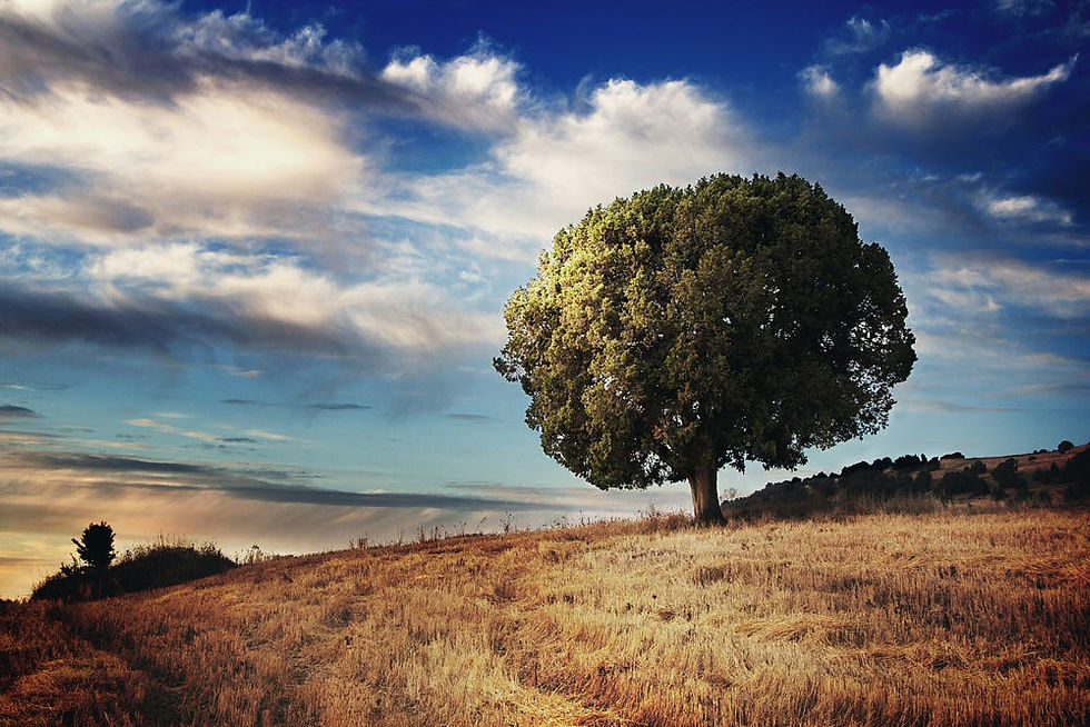“The Arborist” by Luis Ortiz / The Missouri Review