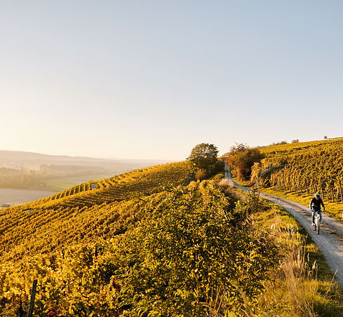 Thurgau_Familienherbst_Uesslingen-Buch_Rebberge.jpg