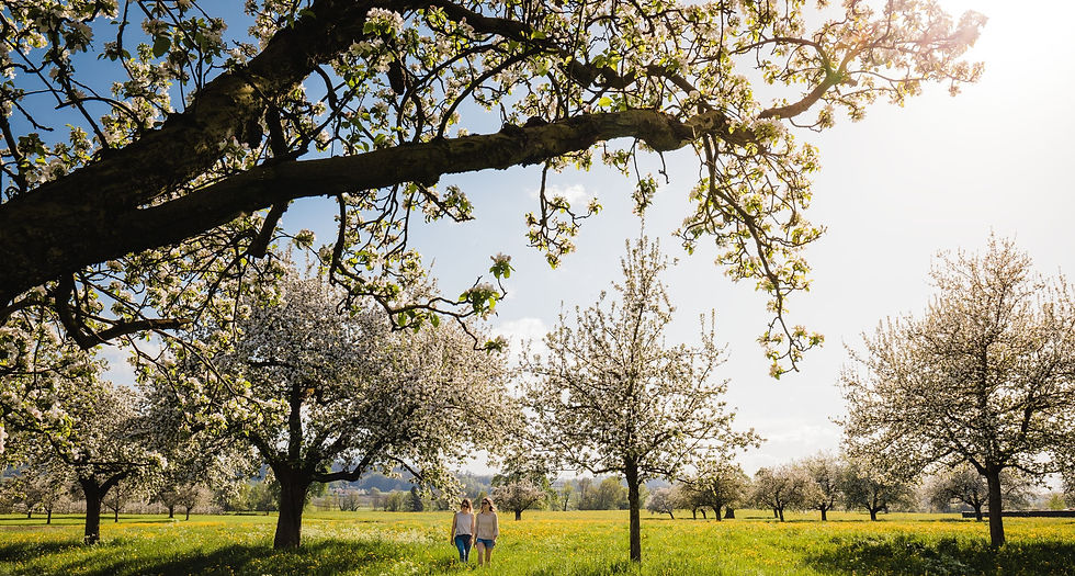 Apfelblüten