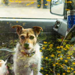 Dog in a car, Wells