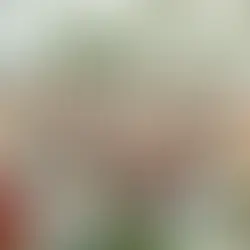 Isla de Salsa 2025 – Fukuoka Latin Beach Festival