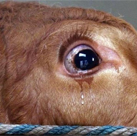 सोनीपत में मानवता शर्मसार, पीट-पीटकर गाय की हत्या, दरिंदे ने गला घोंटकर मार डाला, हुआ गिरफ्तार
