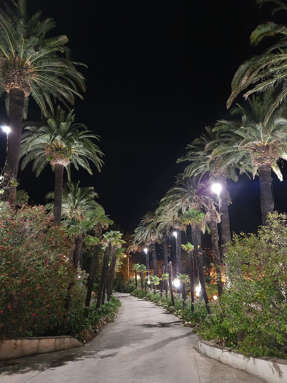 La grande allée - tout de palmiers vêtue - au sortir du restaurant