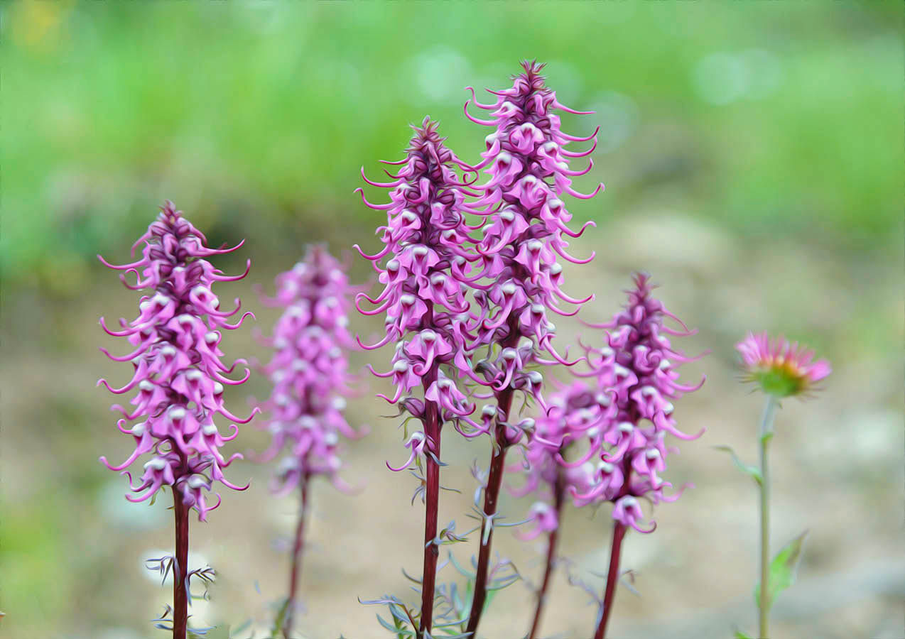 Elephants with Friend