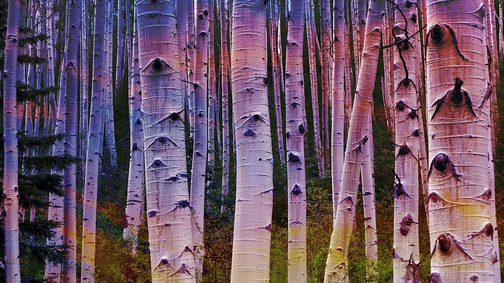 Color Me Aspen