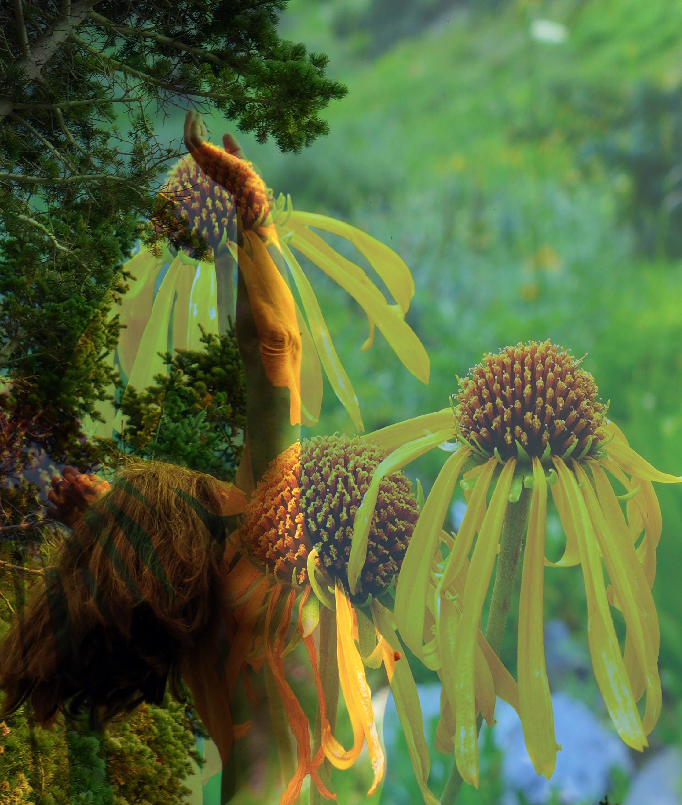 Lorelei with Sneeze Weed