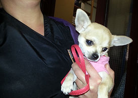 Dog grooming Sussex