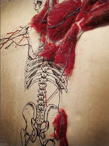 Fascinating Fascia