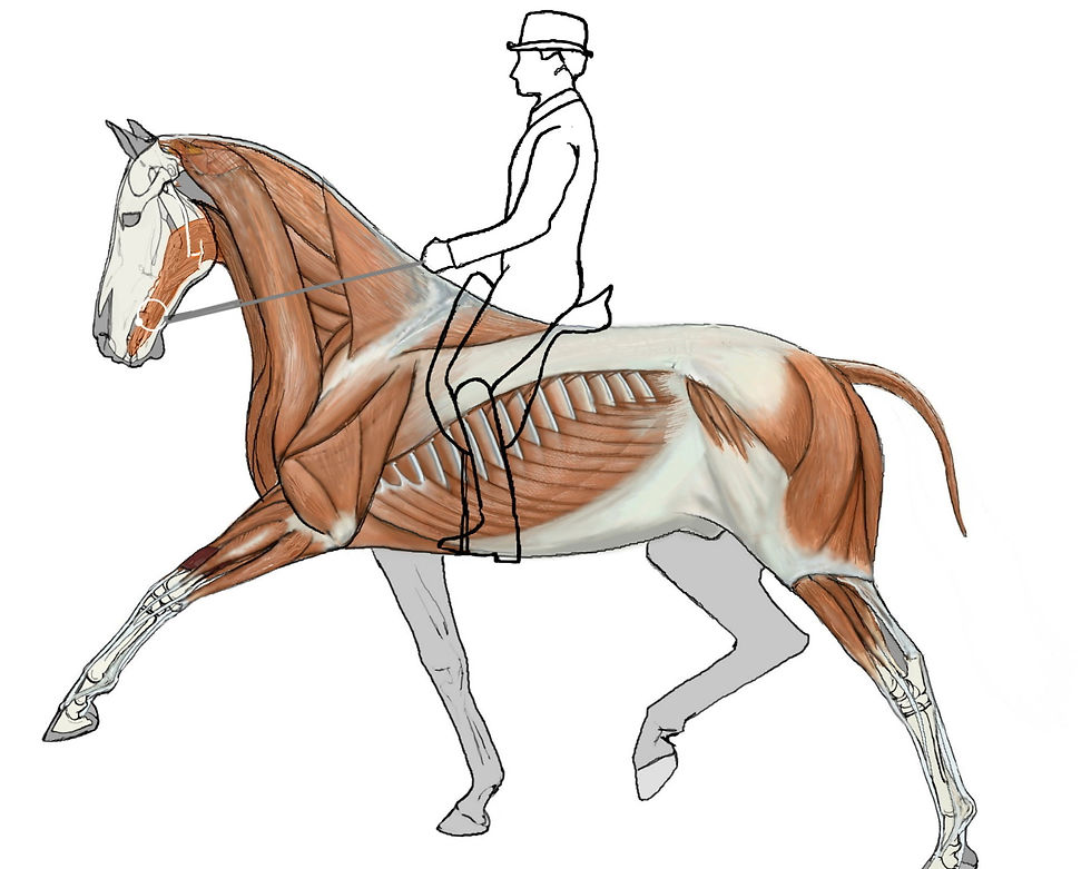 biomechanics illustration_GH.jpg