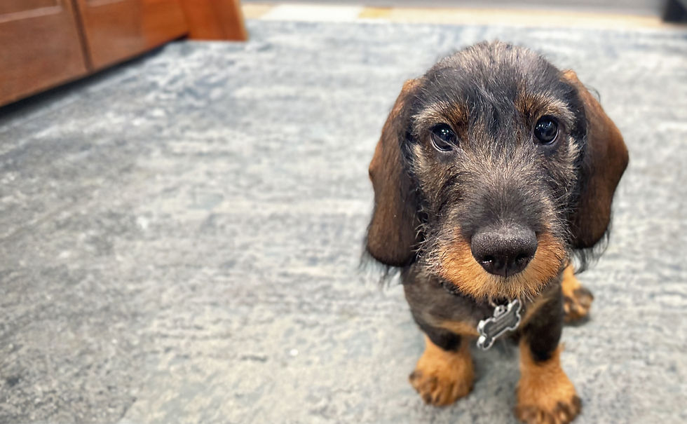 Adorable wirehaired dachshund puppy