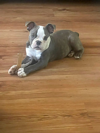 Adorable blue Boston Terrier puppy relaxing on hardwood floor