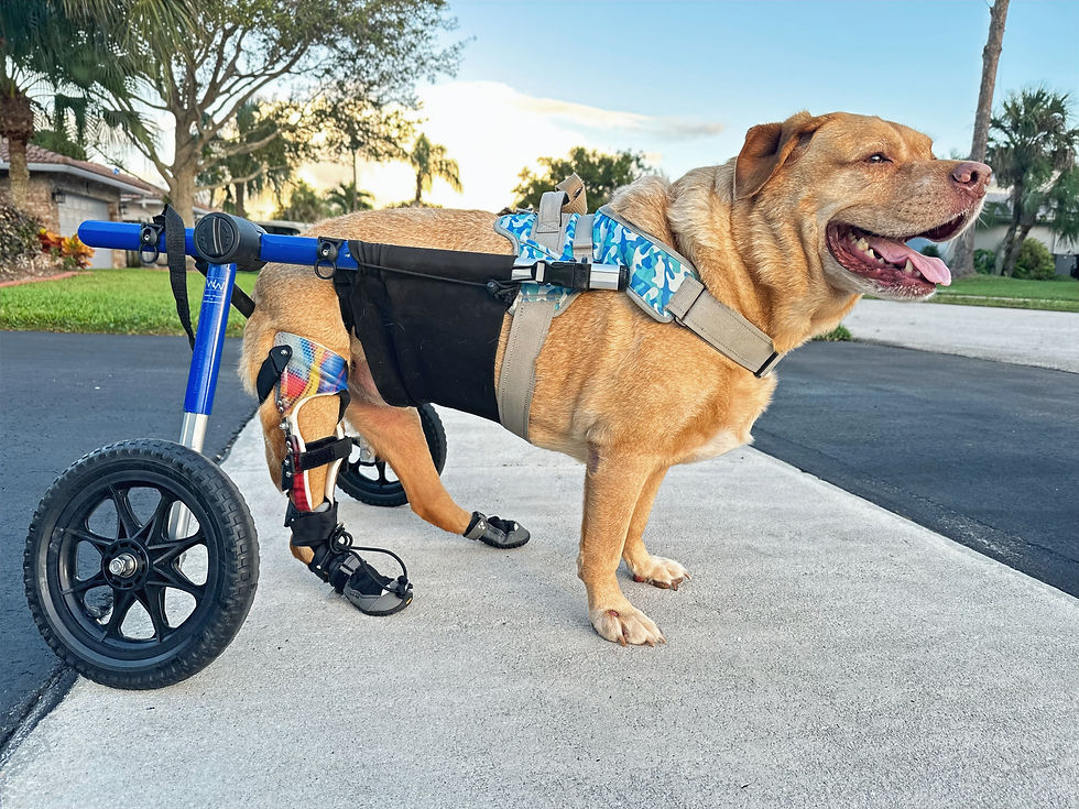 Happy dog in wheelchair enjoying outdoor walk