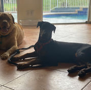 Labrador and Doberman resting calmly