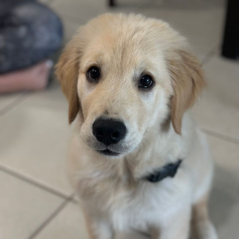 Adorable golden retriever puppy sitting