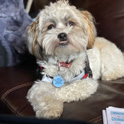 Adorable fluffy dog wearing harness