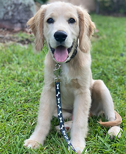 Adorable golden retriever puppy sitting outdoors